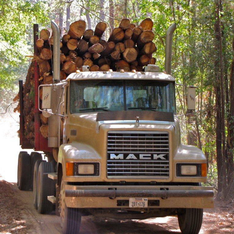 Profit from timber harvest provides scholarships to college students